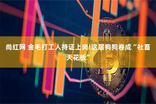 尚红网 金毛打工人持证上岗!这届狗狗卷成“社畜天花板”